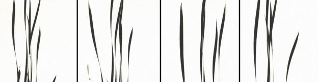Cattails Against Sky, 1948