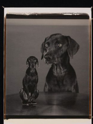 Splitting Image, 2005