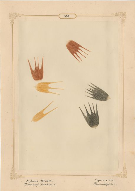 Ernst HEEGER (Austrian, 1783-1866) "Sphinx Atropos. Squamae alae." Acherontia atropos. (Wing scales of death’s-head hawk moth), 1860 Hand colored salt print from a glass negative 20.3 x 13.6 cm mounted on 26.0 x 18.5 cm sheet Numbered and titled in Latin and German in ink on mount
