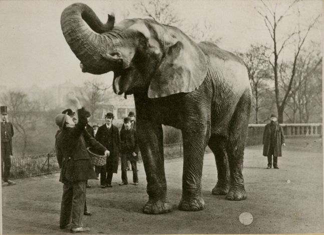 Edward Bierstadt (American, 1824-1906) "Jumbo", 1882 Artotype, cabinet card 9.7 x 13.4 cm mounted on 10.5 x 14.7 cm card Printed title on mount. Printed credits "Artotype / E. Bierstadt / 58 & 60 Reade St. / New York / This picture is printed in permanent ink, and will never fade" on mount verso.