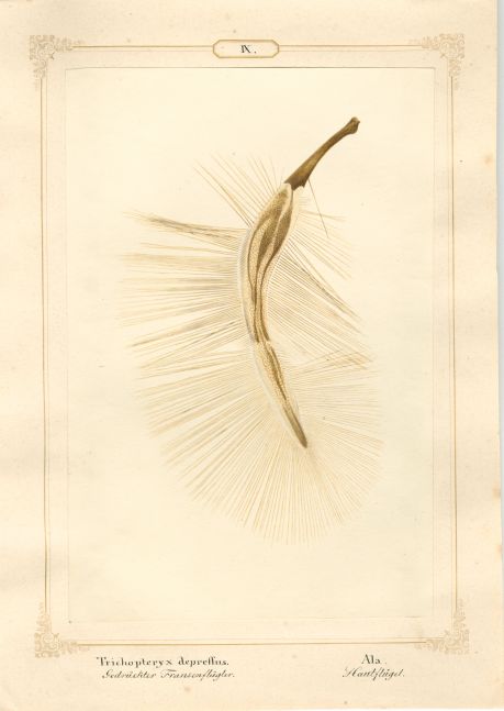 Ernst HEEGER (Austrian, 1783-1866) "Trichopteryx depressus. Ala." Acrotrichis matthewsiana. (Plumose hindwing of flattened featherwing beetle), 1860 Hand colored salt print from a glass negative 20.3 x 13.5 cm mounted on 26.0 x 18.5 cm sheet Numbered and titled in Latin and German in ink on mount