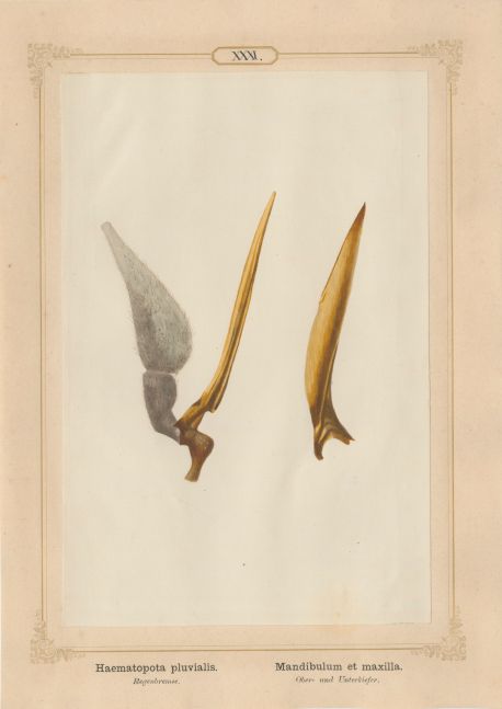 Ernst HEEGER (Austrian, 1783-1866) "Haematopota pluvialis. Mandibulum et maxilla." (Upper and lower jaws of common horse fly), 1861 Hand colored salt print from a glass negative 20.3 x 13.4 cm mounted on 26.0 x 18.5 cm sheet Numbered in ink with printed titles in Latin and German on mount