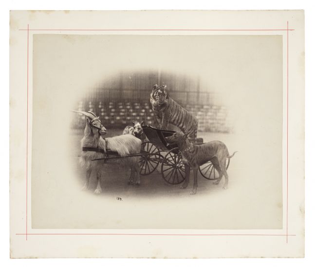 Peter NISSEN (German) Circus animals, goat pulling a tiger in a cart, with two dogs from "Carl Hagenbeck's Zoologischer Circus", 1891 Albumen print 22.3 x 28.7 cm mounted on 28.4 x 33.8 cm card, ruled in red Dated "1891" in the negative, and photographer's blindstamp. Stamped "Photographiesches-Atelier von Peter Nissen, Reeperbahn 28 Hamburg, St. Pauli" in ink on verso.