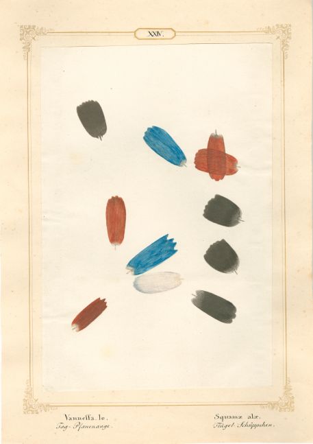 Ernst HEEGER (Austrian, 1783-1866) "Vanessa Io. Squamae alae." Aglais io. (Wing scales of peacock butterfly), 1860 Hand colored salt print from a glass negative 20.1 x 13.6 cm mounted on 26.0 x 18.5 cm sheet Numbered and titled in Latin and German in ink on mount