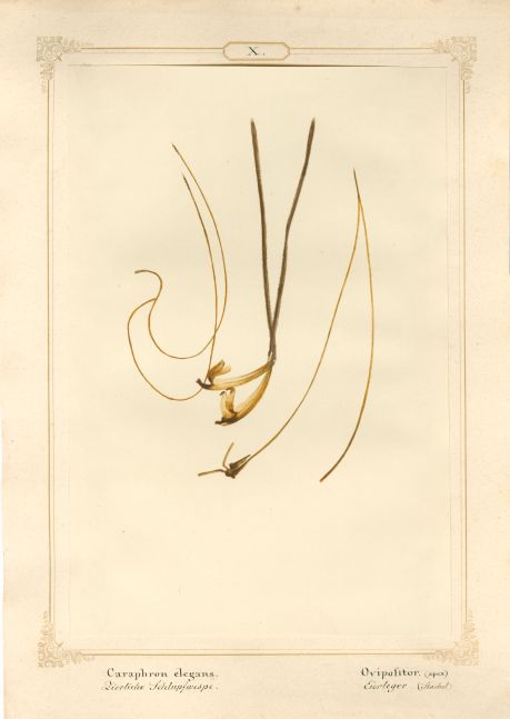 Ernst HEEGER (Austrian, 1783-1866) "Caraphron elegans. Ovipolitor. (apex)" (Egg layer of dainty parasitoid wasp), 1860 Hand colored salt print from a glass negative 20.6 x 13.7 cm mounted on 26.0 x 18.5 cm sheet Numbered and titled in Latin and German in ink on mount