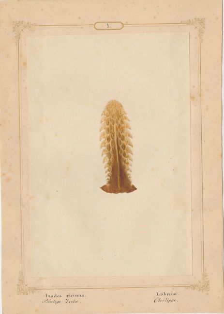 Ernst HEEGER (Austrian, 1783-1866) "Ixodes ricinus. Labrum." (Upper lip of mouthparts of dog tick), 1860 Hand colored salt print from a glass negative 20.2 x 13.4 cm mounted on 26.0 x 18.5 cm sheet Numbered and titled in Latin and German in ink on mount