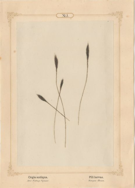 Ernst HEEGER (Austrian, 1783-1866) "Orgia antiqua. Pili larvae." (Bush-tipped hairs of caterpillar of rusty tussock moth), 1861 Hand colored salt print from a glass negative 20.2 x 13.4 cm mounted on 26.0 x 18.5 cm sheet Numbered in ink with printed titles in Latin and German on mount
