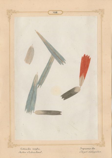 Ernst HEEGER (Austrian, 1783-1866) "Catocala nupta. Squamae alae." (Wing scales of red underwing moth), 1860 Hand colored salt print from a glass negative 20.3 x 13.6 cm mounted on 26.0 x 18.5 cm sheet Numbered and titled in Latin and German in ink on mount