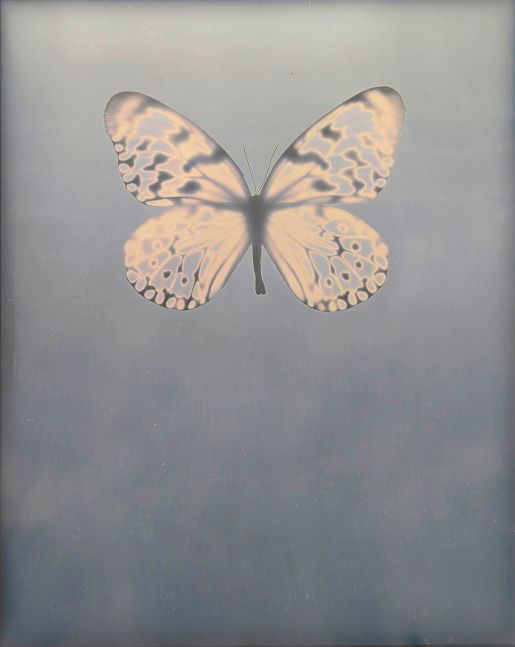 Adam FUSS (American, born in England, b. 1961) Untitled "For Allegra", 2009 Daguerreotype photogram 25.4 x 20.3 cm framed to 35.5 x 30.0 cm Signed and dated in blue ink on verso