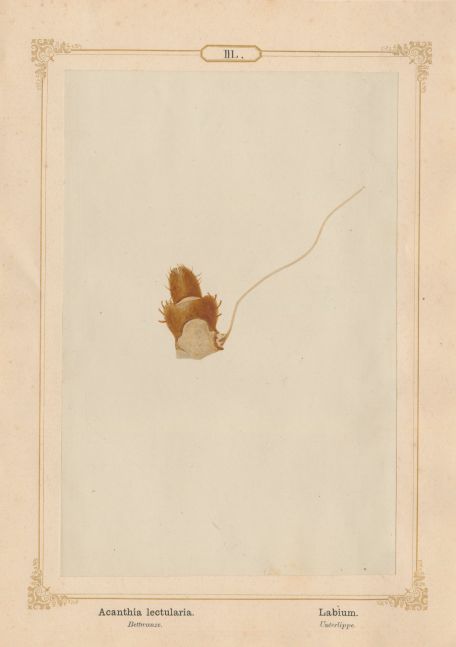 Ernst HEEGER (Austrian, 1783-1866) "Acanthia lectularia. Labium." Cimex lectularis. (Lower lip and suction tubes of mouthparts of bed bug), 1861 Hand colored salt print from a glass negative 20.2 x 13.3 cm mounted on 26.0 x 18.5 cm sheet Numbered in ink with printed titles in Latin and German on mount