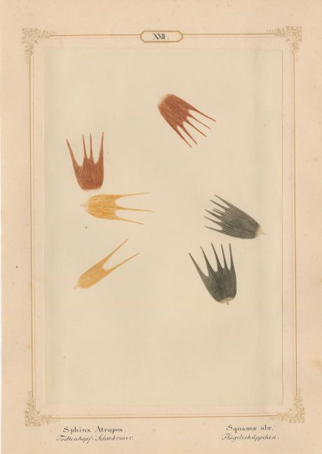 Ernst HEEGER (Austrian, 1783-1866) "Sphinx Atropos. Squamae alae." Acherontia atropos. (Wing scales of death’s-head hawk moth), 1860 Hand colored salt print from a glass negative 20.3 x 13.6 cm mounted on 26.0 x 18.5 cm sheet Numbered and titled in Latin and German in ink on mount