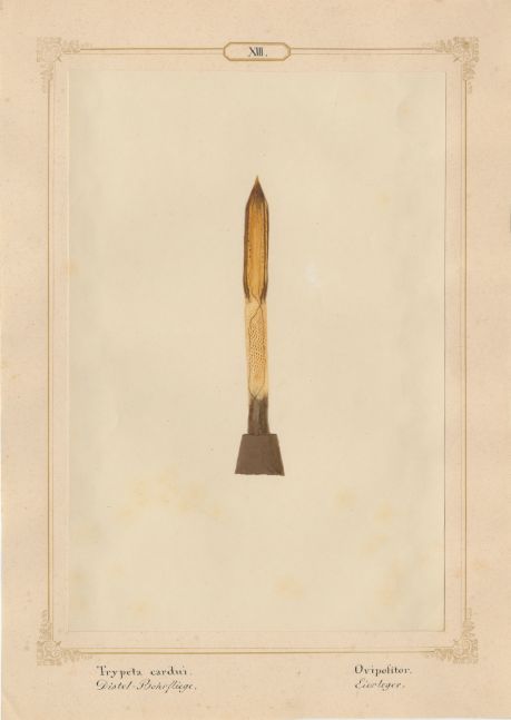Ernst HEEGER (Austrian, 1783-1866) "Aleurodes immaculata. Larva." (Larva and shield of powdery whitefly), 1860 Hand colored salt print from a glass negative 20.3 x 13.6 cm mounted on 26.0 x 18.5 cm sheet Numbered and titled in Latin and German in ink on mount