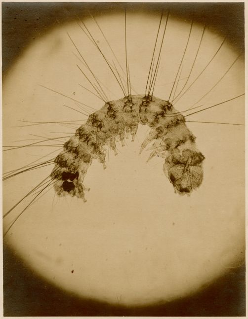 Ernst HEEGER (Austrian, 1783-1866) "Mikrotipie. / Die Föhren-Spinne / 3000 Mal vergrössert. / Naturliche Grösse. / Beilage zu M. Auer's Zeitschrift 'Faust'", 1853 Coated salt or albumen print from a glass negative 24.4 x 18.8 cm mounted on 34.4 x 24.2 cm paper, ruled in ink Pirnted title and credit on mount. Dated in pencil on mount verso.