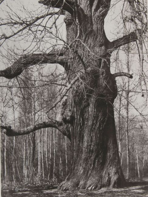 Henri LE SECQ (French, 1818-1882) Le chêne dénudé*, 1870s, paper negative 1850s Photolithograph 51.2 X 37.8 cm on 72.4 x 54.6 cm paper Signed in the negative