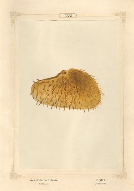 Ernst HEEGER (Austrian, 1783-1866) "Acanthia lectularia. Elytra." Cimex lectularis. (Wing cover of bed bug), 1861 Hand colored salt print from a glass negative 20.2 x 13.4 cm mounted on 26.0 x 18.5 cm sheet Numbered in ink with printed titles in Latin and German on mount