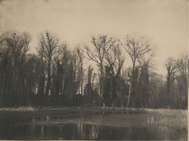 Eugène CUVELIER (French, 1837-1900) "Parc de Courances, nids de corbeaux", 1860s Salt print 25.4 x 33.6 cm, mounted Numbered "266" in the negative. Titled in pencil on mount.