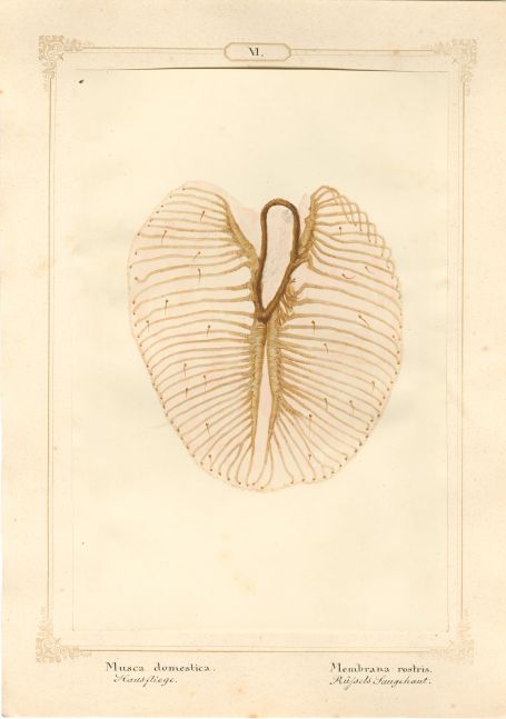 Ernst HEEGER (Austrian, 1783-1866) "Musca domestica. Membrana rostris." (Membrane of suction lobe of rostrum of house fly), 1860 Hand colored salt print from a glass negative 20.3 x 13.6 cm mounted on 26.0 x 18.5 cm sheet Numbered and titled in Latin and German in ink on mount