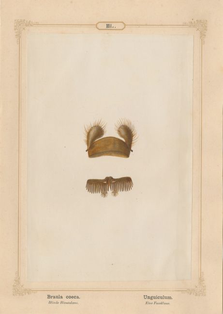 Ernst HEEGER (Austrian, 1783-1866) "Braula coeca. Unguiculum." (Foot claw of bee louse), 1861 Hand colored salt print from a glass negative 20.5 x 13.7 cm mounted on 26.0 x 18.5 cm sheet Numbered in ink with printed titles in Latin and German on mount