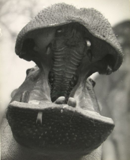 Martin MUNKACSI (Hungarian, 1896-1963) "Zoo in Budapest, Joe E. Brown" , 1920s Gelatin silver print 33.8 x 27.0 cm Inscribed "Zoo in Europe 1927-1933" in pencil on verso