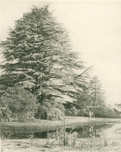 Roger FENTON (English, 1819-1869) Photographic Art Treasures "Cedars Monmouthshire", Published October 1857 Photogalvanograph 21.5 x 17.6 cm on 25.4 x 22.5 cm paper mounted on 55.8 x 38.5 cm card Printed title and credits