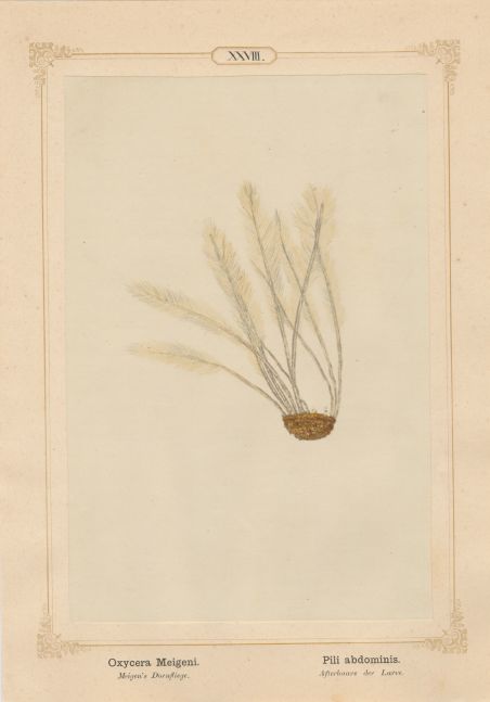 Ernst HEEGER (Austrian, 1783-1866) "Oxycera Meigeni. Pili abdominis." (Feather-like brush of hairs at posterior end of abdomen of larva of Meigen’s soldier fly), 1861 Hand colored salt print from a glass negative 20.3 x 13.4 cm mounted on 26.0 x 18.5 cm sheet Numbered in ink with printed titles in Latin and German on mount