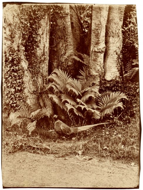 John Dillwyn LLEWELYN (Welsh, 1810-1882) Pheasant and ferns, Penllergare, early 1850s Albumen print from a glass negative 21.4 x 16.2 cm on 21.7 x 16.5 cm paper, irregularly trimmed