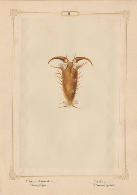 Ernst HEEGER (Austrian, 1783-1866) "Musca Domestica. Tarfus." (Foot of house fly), 1860 Hand colored salt print from a glass negative 20.0 x 13.3 cm mounted on 26.0 x 18.5 cm sheet Numbered and titled in Latin and German in ink on mount