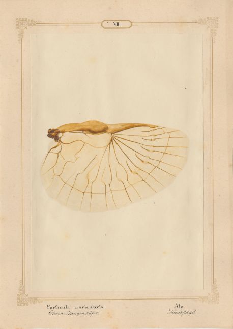 Ernst HEEGER (Austrian, 1783-1866) "Forficula auricularis. Ala." (Membranous hindwing of earwig), 1860 Hand colored salt print from a glass negative 20.4 x 13.6 cm mounted on 26.0 x 18.5 cm sheet Numbered and titled in Latin and German in ink on mount