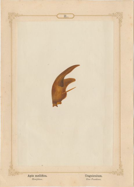 Ernst HEEGER (Austrian, 1783-1866) "Apis mellifica. Unguiculum." Apis mellifera. (Foot claw of honey bee), 1861 Hand colored salt print from a glass negative 20.2 x 13.4 cm mounted on 26.0 x 18.5 cm sheet Numbered in ink with printed titles in Latin and German on mount