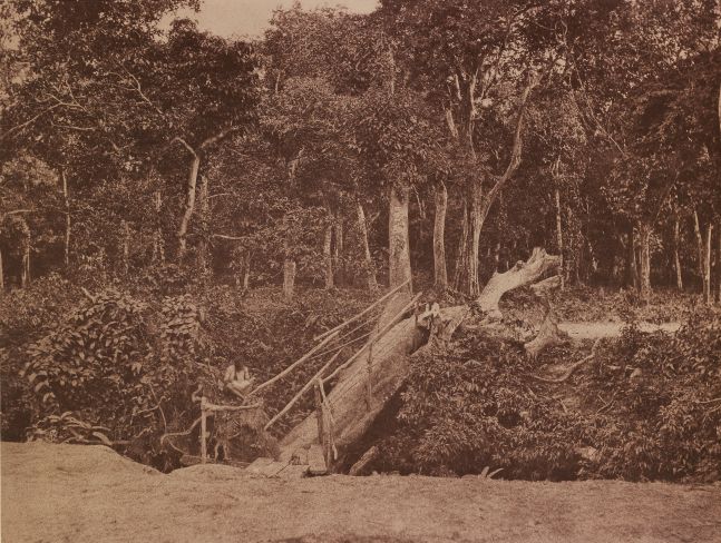 Captain Linnaeus TRIPE (English, 1822-1902) "No. 118. Rangoon. Natural Bridge." Burma, 1855 Albumenized salt print from a waxed paper negative 25.2 x 33.3 cm mounted on 45.6 x 58.3 cm paper Signed "L. Tripe" in ink. Photographer's blindstamp and printed label with plate number, title and "A fallen tree over Tiger Alley near the American Mission at Kemindine." on mount.