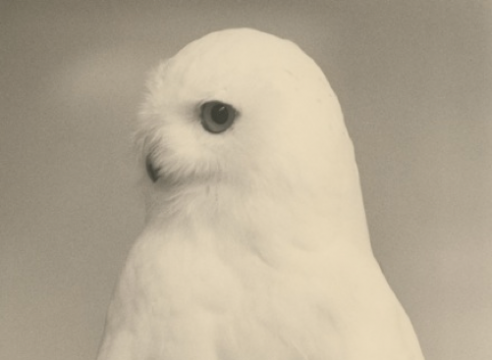 Masao Yamamoto
