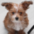 Profile picture of Sijia Wang