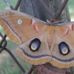 Photo of Analia Villagra