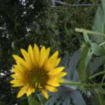 Profile picture of Maria Sepulveda