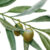Aya Ibrahim Avatar