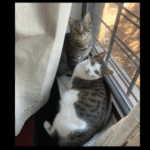 Profile picture of Alex Fiano