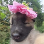Profile picture of Sydney Thomas