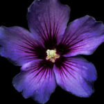 Profile picture of Isabela