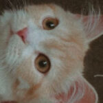 Profile picture of Vanessa Rosas