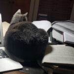 Group logo of Spring 2024 Muslims, Tolerance and Religious Pluralism