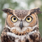 Group logo of Musicolostuff! (GC Musicology Resources)