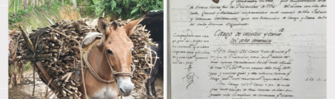 Dec 5 |  Eighteenth-Century Bourbon Political Economy and the Aguardiente Monopoly Of New Granada