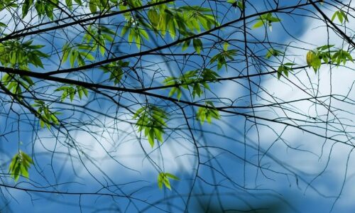 intertwined branches and sparse leaves against a blue sky