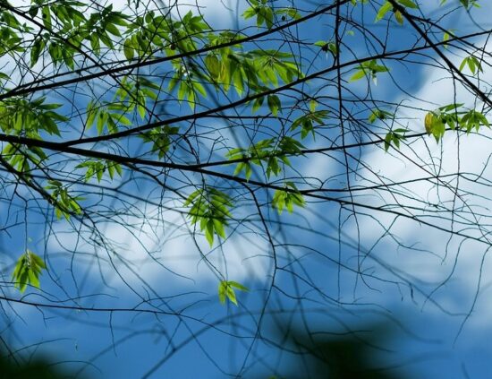 intertwined branches and sparse leaves against a blue sky