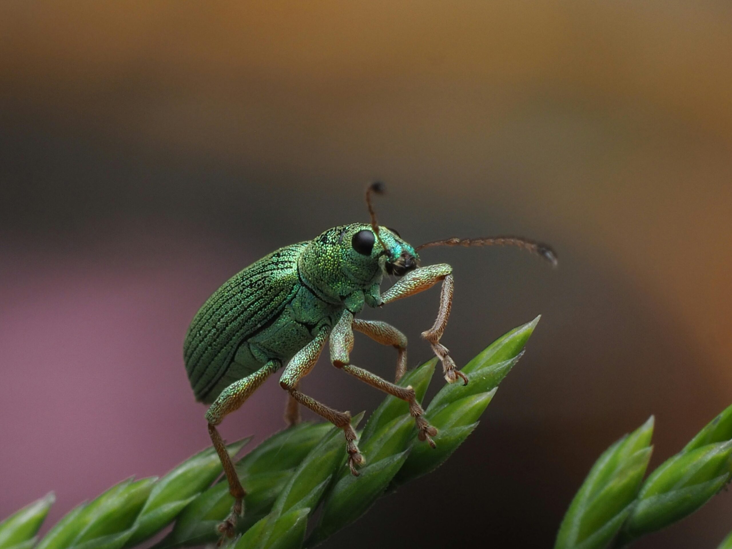 Machine Learning as a Tool to Predict Insect Diversity