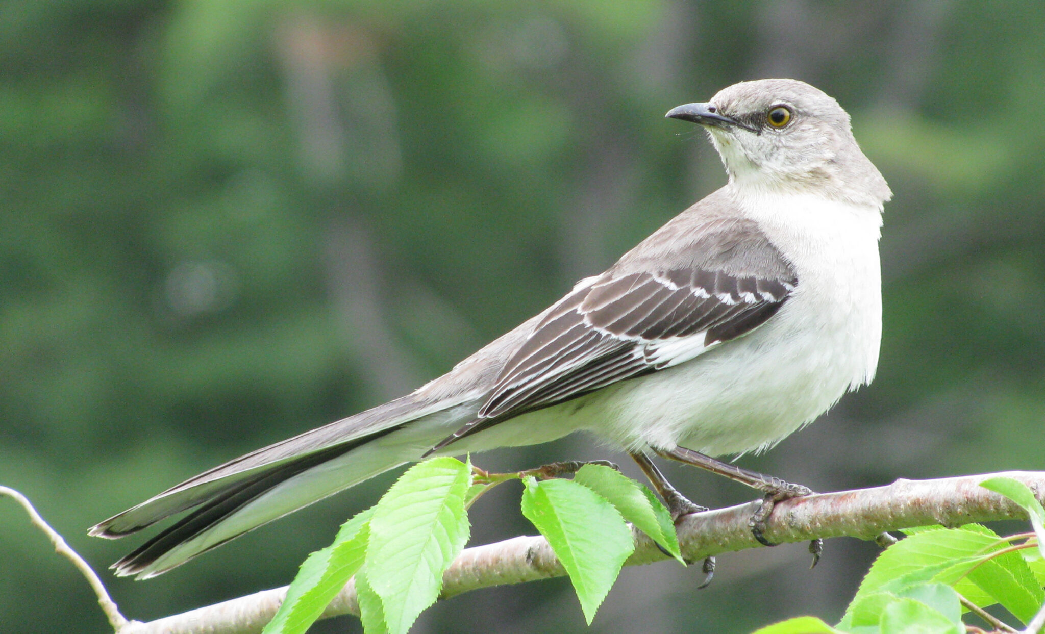 Ark Spring Day Bird Wildlife – Hot springs National park Arkansas