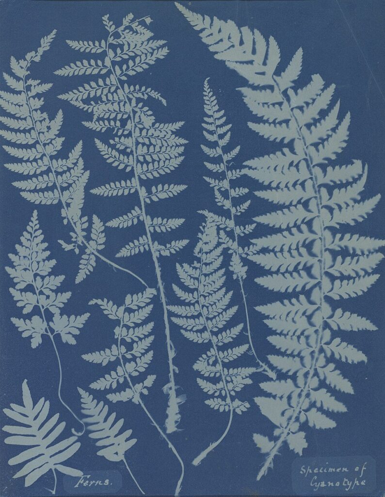 Anna Atkins, Ferns. Specimen of Cyanotype, 1840s, NGA 136477