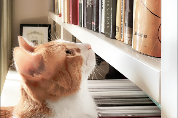 Cat looking at books on a bookshelf