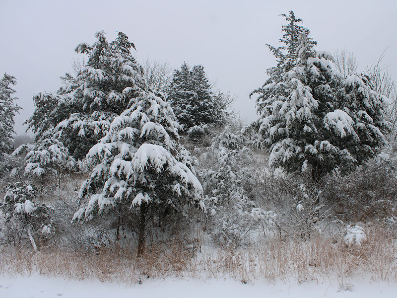New York City Records First Measurable Snowfall of the Season | Don's ...
