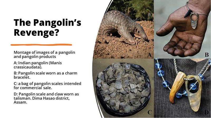 The Pangolin’s Revenge?